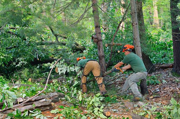 Mulching Services in Mount Pleasant, WI